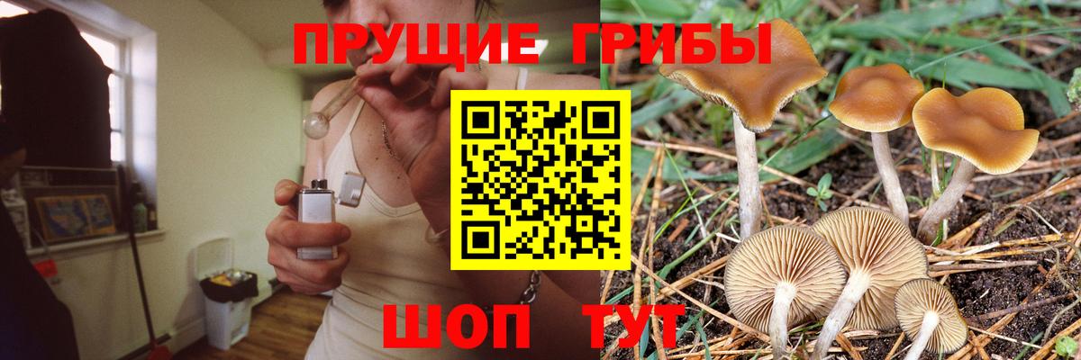 Псилоцибиновые грибы Cubensis Приморско-Ахтарск
